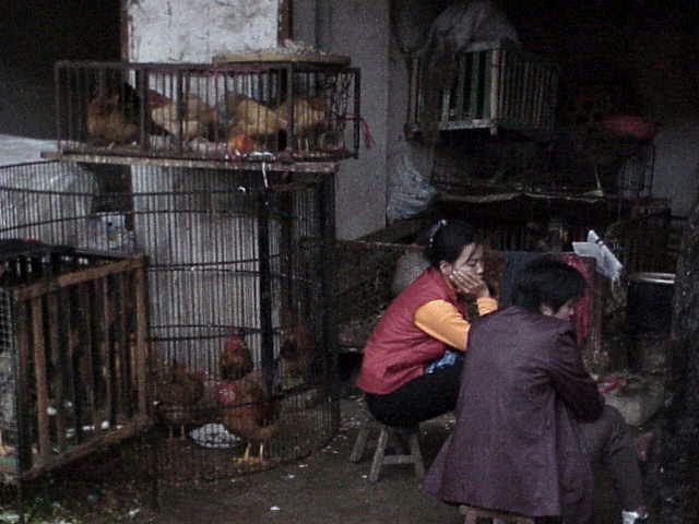    Chickens in cages Market  Guilin